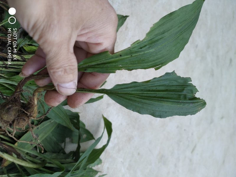 毛茨菇，野生