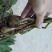 毛茨菇，野生