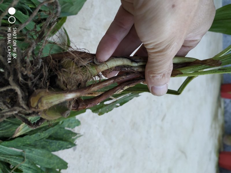 毛茨菇，野生