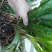 毛茨菇，野生