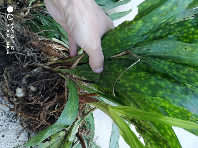 毛茨菇，野生