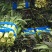 紫叶窝苣