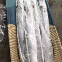 带鱼精品独立包装一吨起批全国各地均可直达