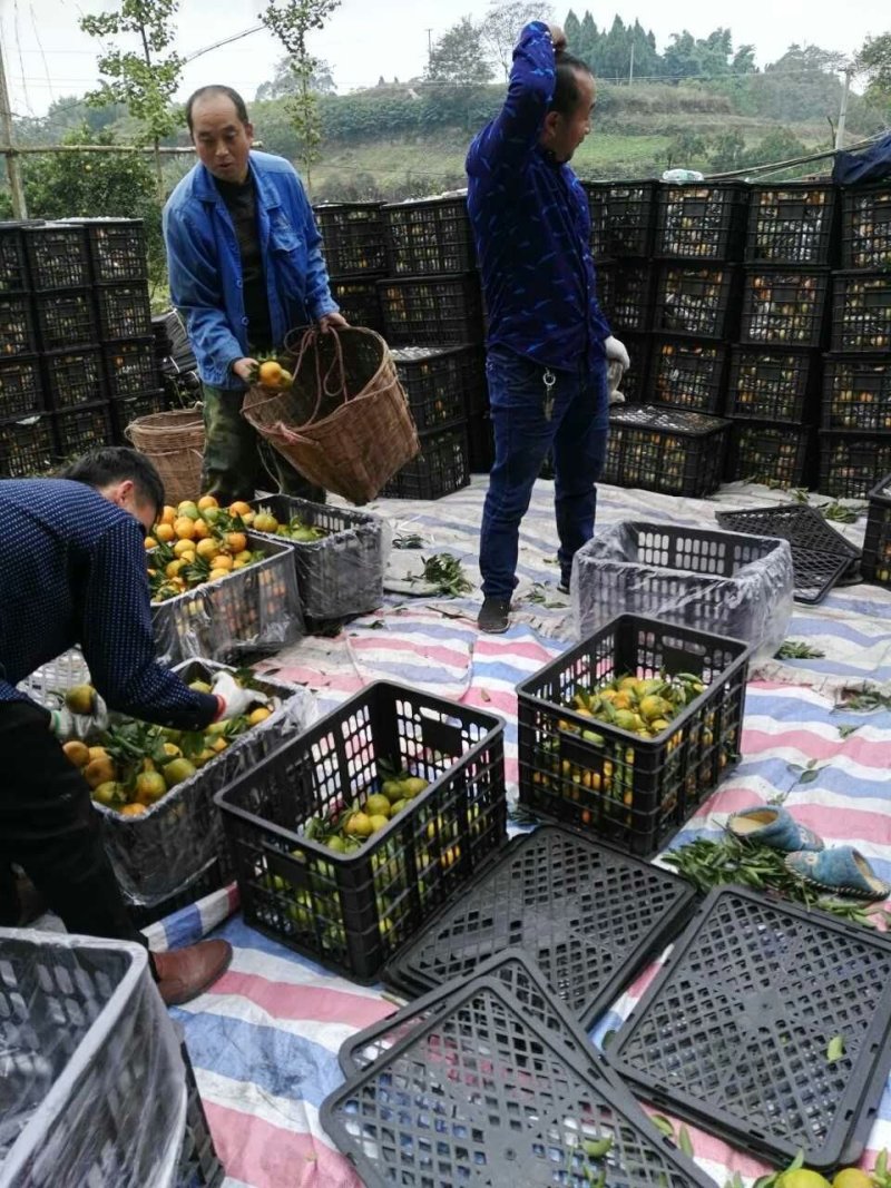 椪柑芦柑大量上市口感非常好鲜果