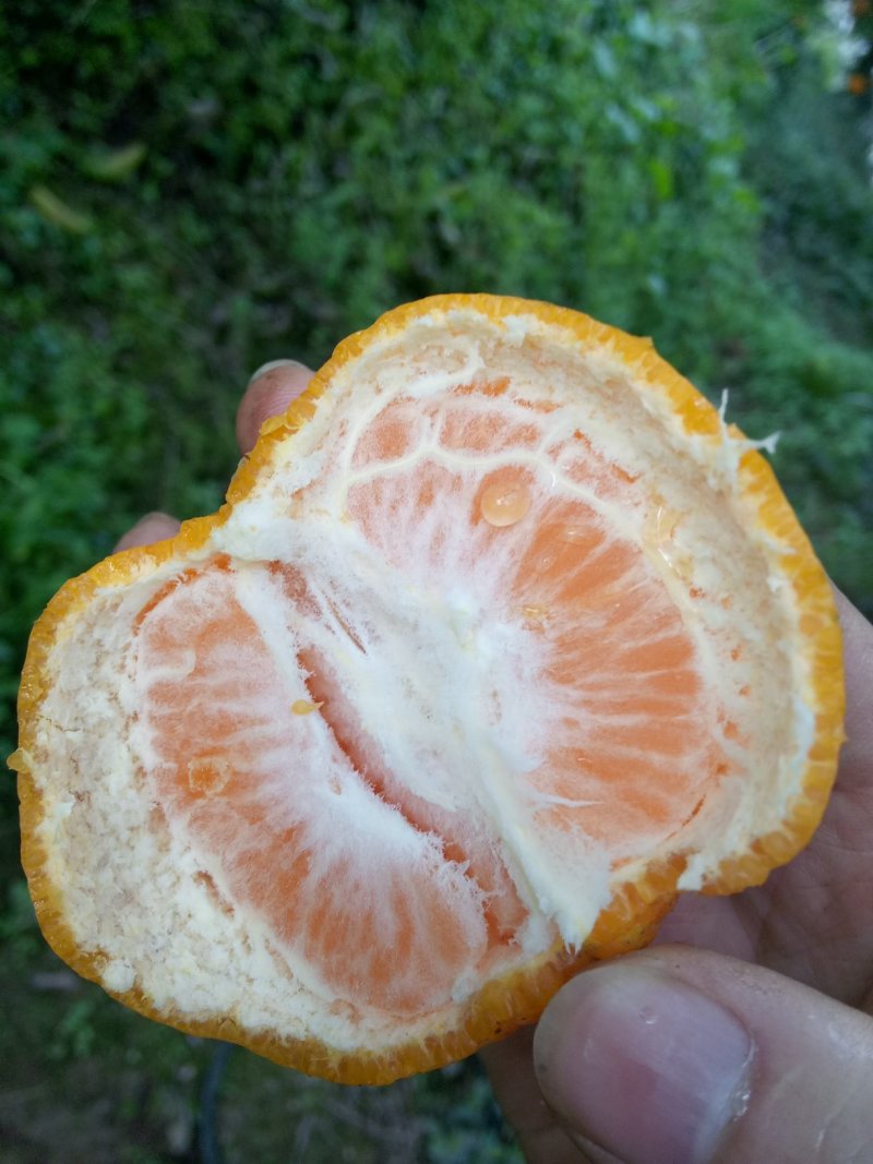 椪柑芦柑大量上市口感非常好鲜果