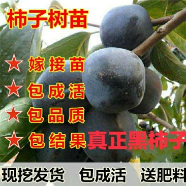 黑柿苗，脆甜，摘下就可以吃，品质保证，免费后期指导