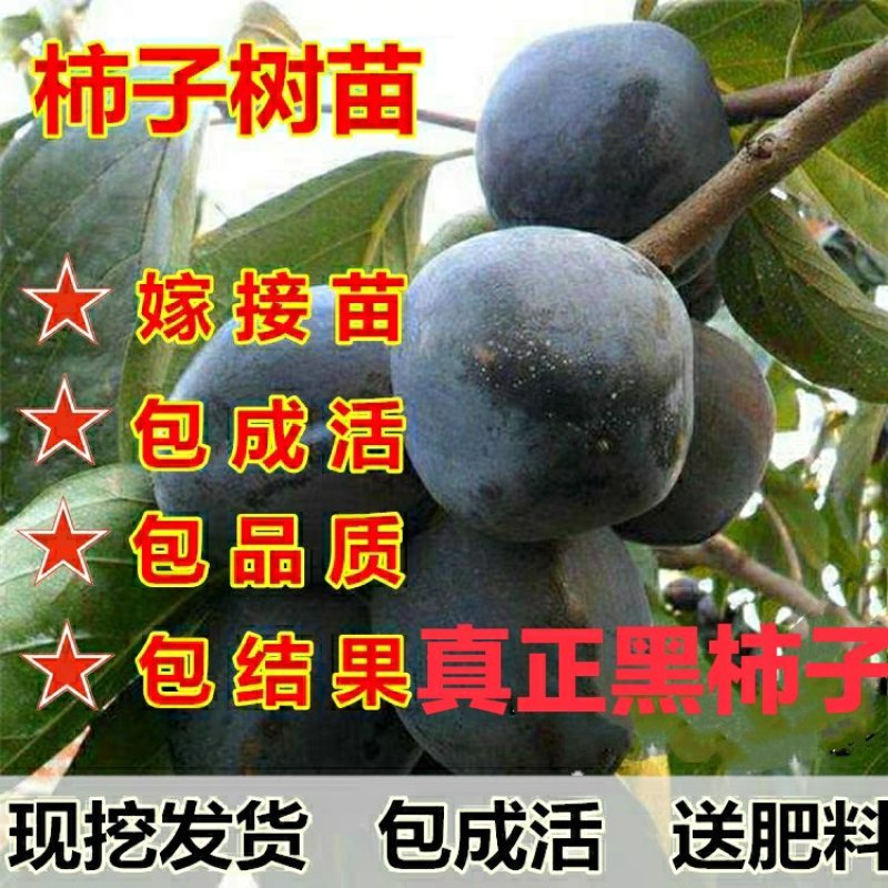 黑柿苗，脆甜，摘下就可以吃，品质保证，免费后期指导