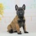 马犬幼犬活体混血精品马犬幼崽爆红马犬黑马犬黄马犬科目马犬