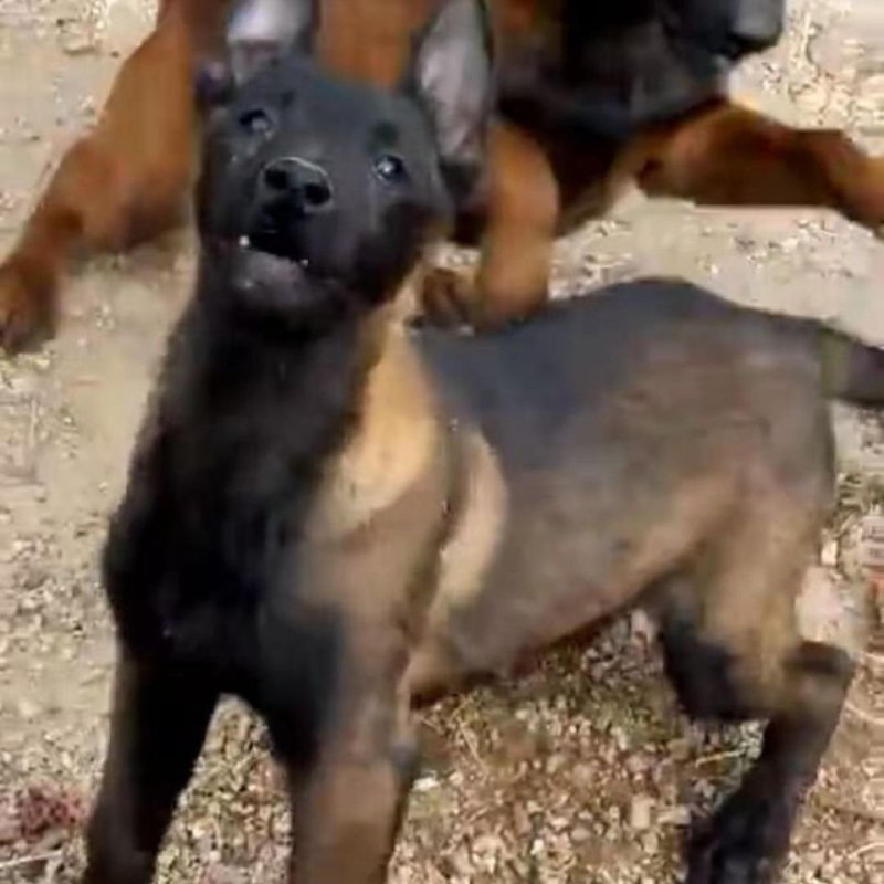 马犬幼犬活体混血精品马犬幼崽爆红马犬黑马犬黄马犬科目马犬