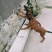 马犬幼犬活体混血精品马犬幼崽爆红马犬黑马犬黄马犬科目马犬