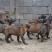 马犬幼犬活体混血精品马犬幼崽爆红马犬黑马犬黄马犬科目马犬
