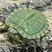 巴西龟乌龟龟苗养殖基地观赏龟直发包邮包活