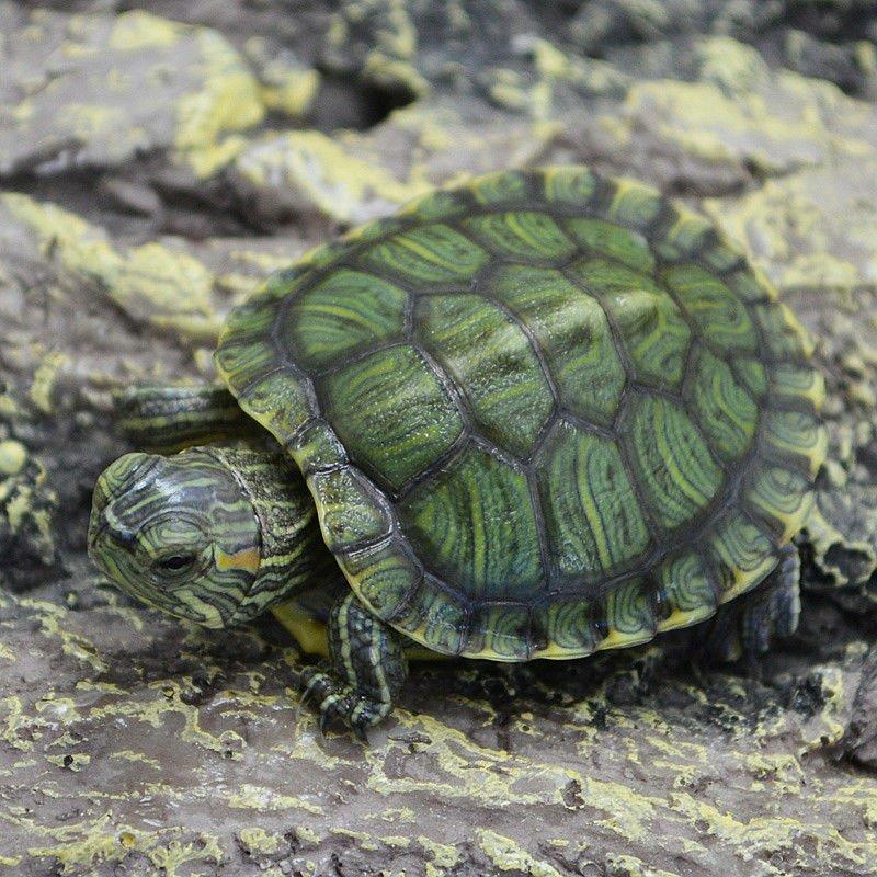 巴西龟乌龟龟苗养殖基地观赏龟直发包邮包活