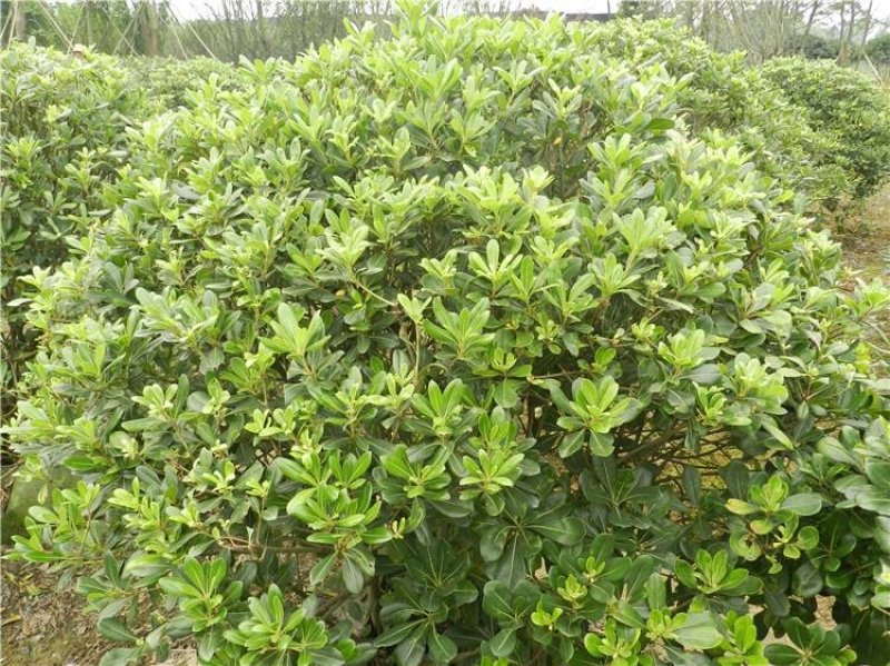 海桐规格P30-250cm欢迎选购