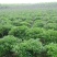海桐规格P30-250cm欢迎选购