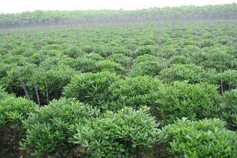 海桐规格P30-250cm欢迎选购