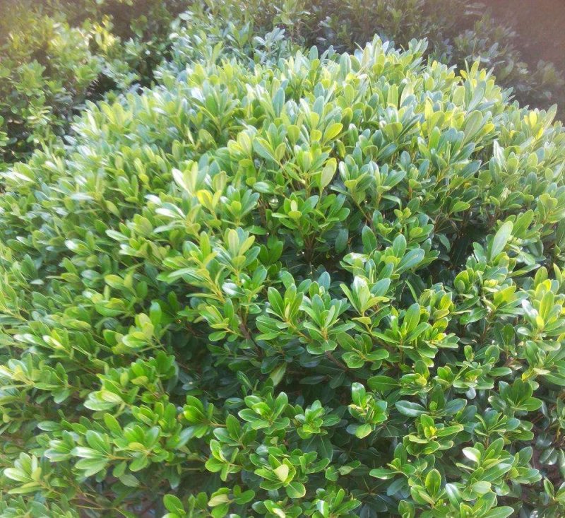 海桐规格P30-250cm欢迎选购