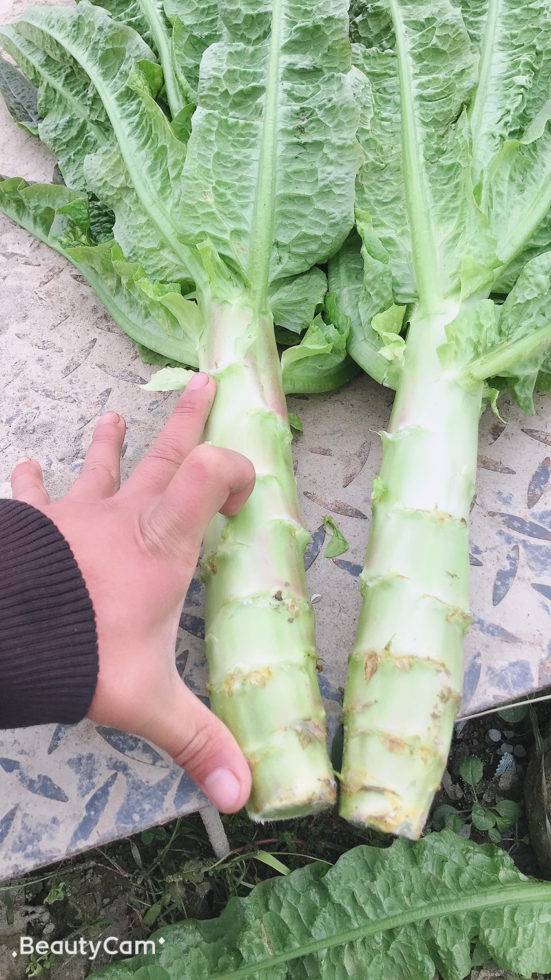 **窝笋！！所以值得信赖