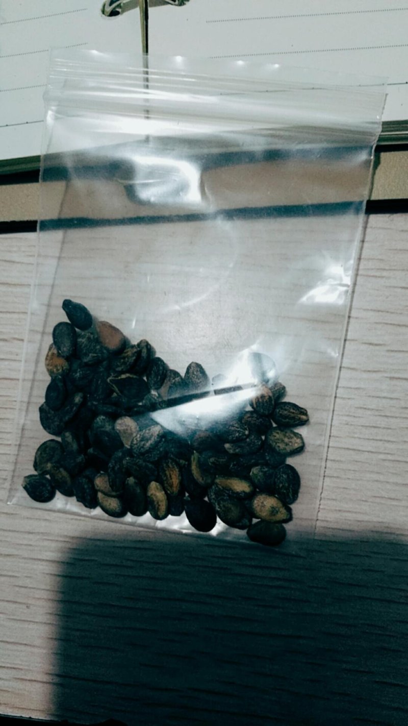 特色【西瓜树种子】无限生长西瓜树西瓜种子西瓜种子水
