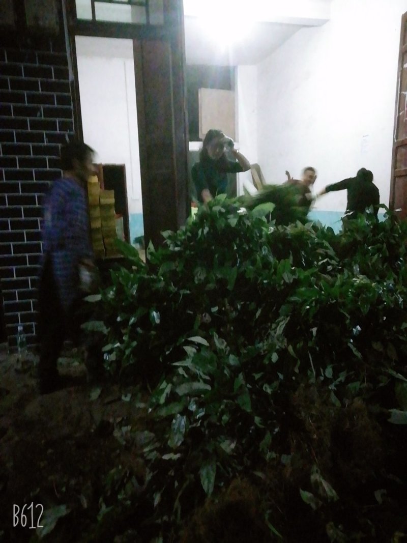 野生药材淫羊藿干货鲜货大量供应一件代发