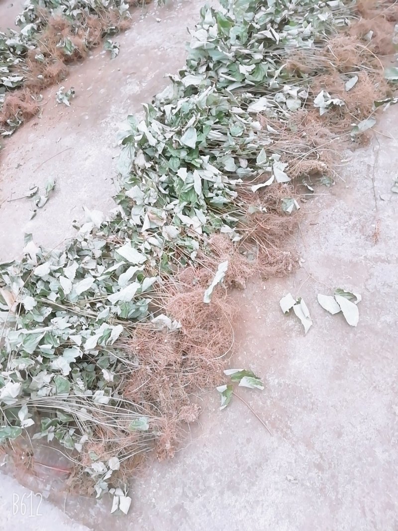 野生药材淫羊藿干货鲜货大量供应一件代发