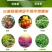 20亿哈茨木霉菌1000克生根抑制土传病害