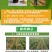 20亿哈茨木霉菌1000克生根抑制土传病害