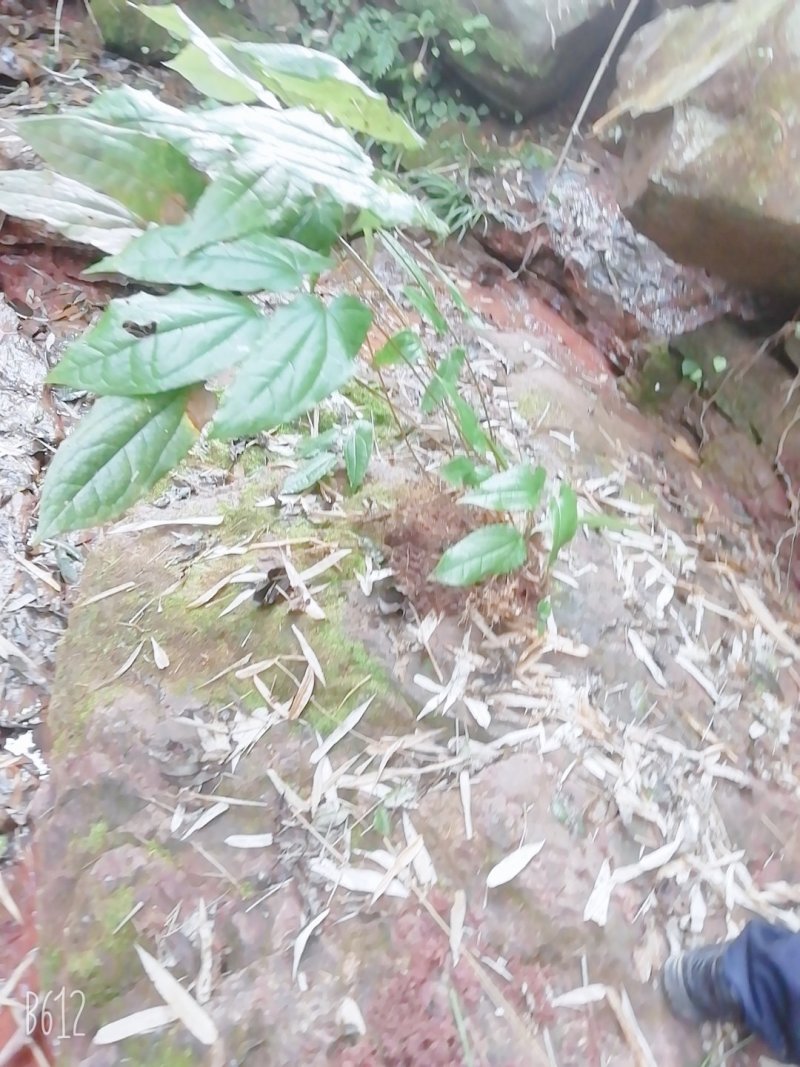 野生药材淫羊藿干货鲜货大量供应一件代发