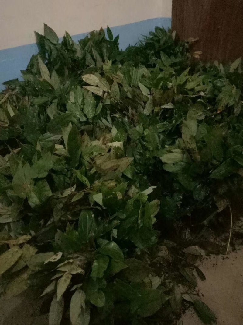 野生药材淫羊藿干货鲜货大量供应一件代发