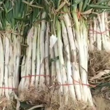 长白大葱热销中！货源稳定，保证质量，常年代办。可产地考察