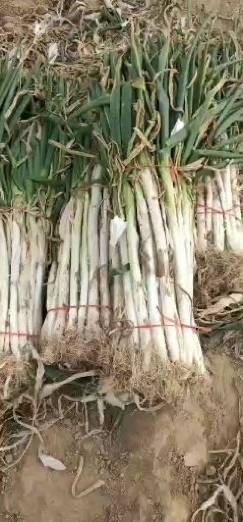 长白大葱热销中！货源稳定，保证质量，常年代办。可产地考察