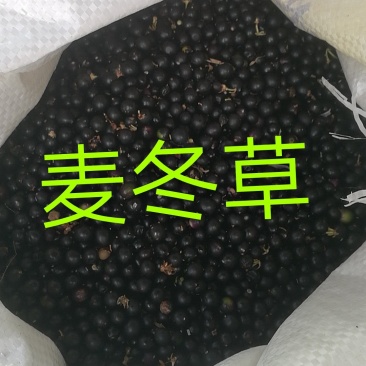 麦冬草种子