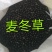 麦冬草种子