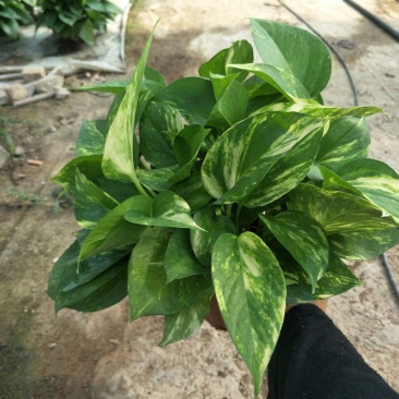 绿萝110花叶AAA级货