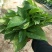 绿萝110花叶AAA级货
