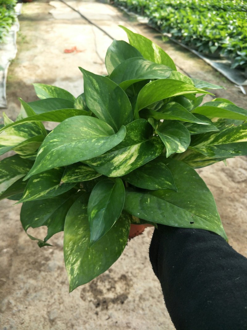 绿萝110花叶AAA级货