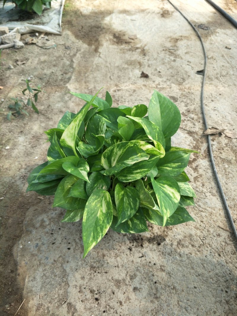 绿萝110花叶AAA级货