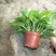 绿萝110花叶AAA级货