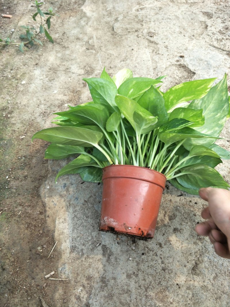 绿萝110花叶AAA级货