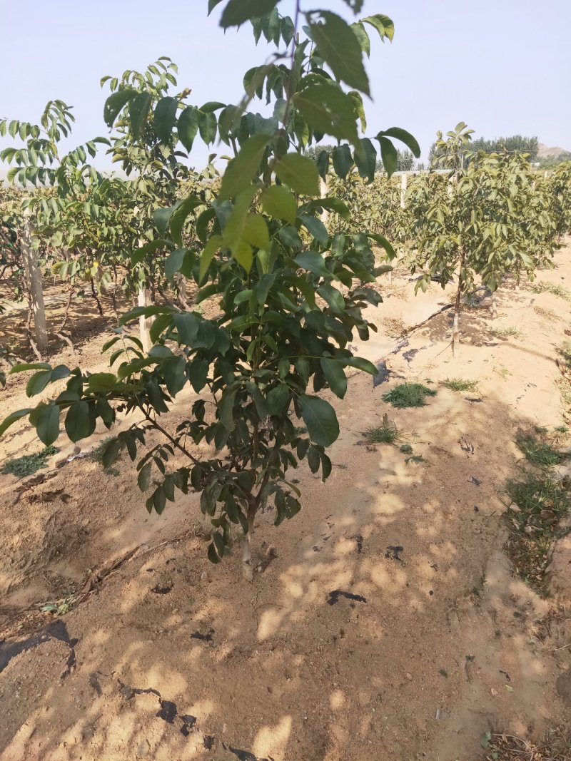 川早核桃苗1~2年薄皮核桃树苗实生核桃苗8518