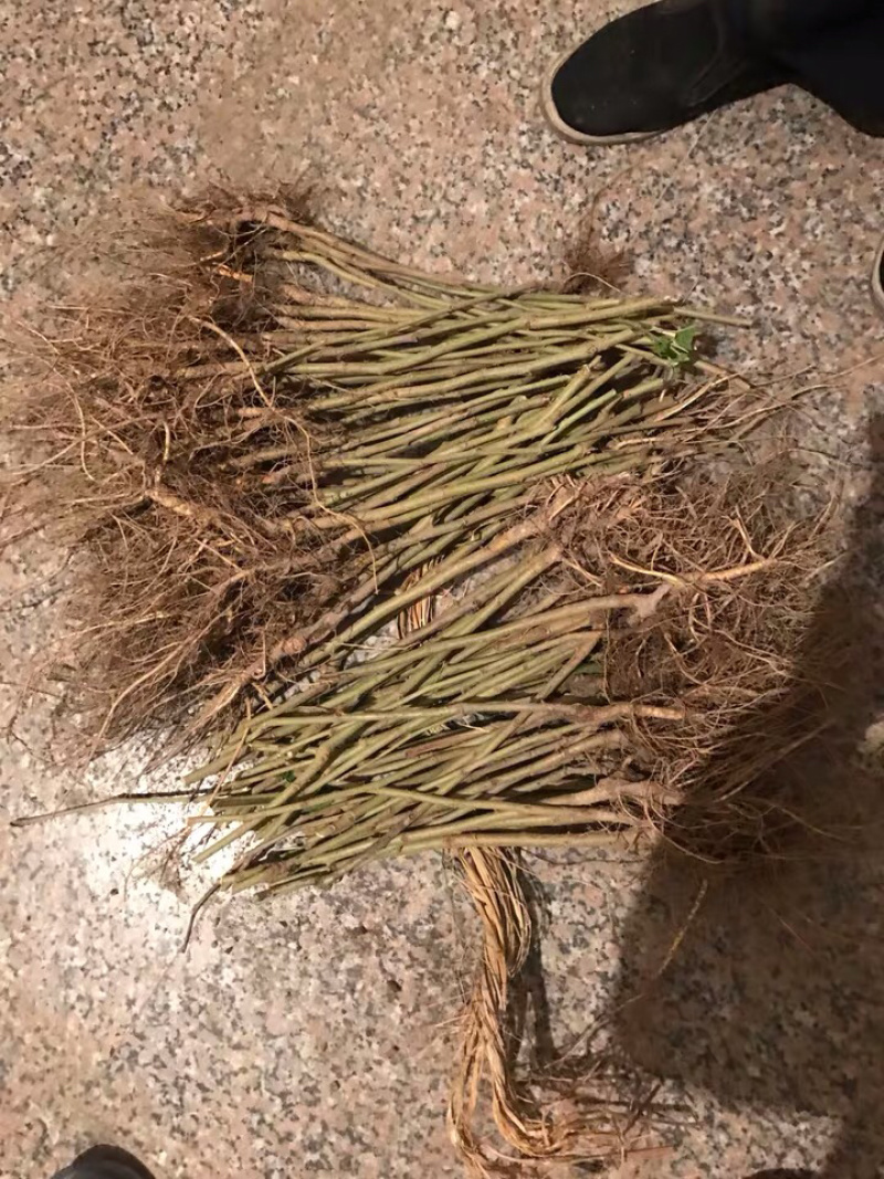 无籽大十桑树苗桑葚苗果桑当年结果苗