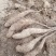 新挖山药苗白玉山药种苗山药原种无激素山药苗