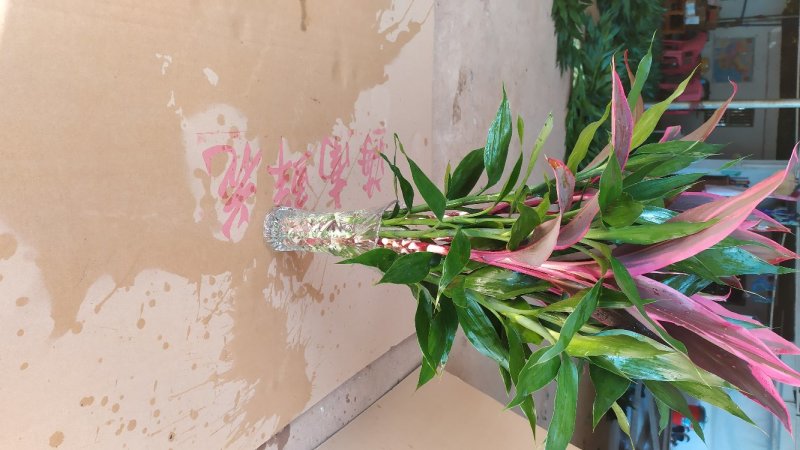 海南富贵竹新品多彩竹10支，产地直发新鲜现货，欢迎采购