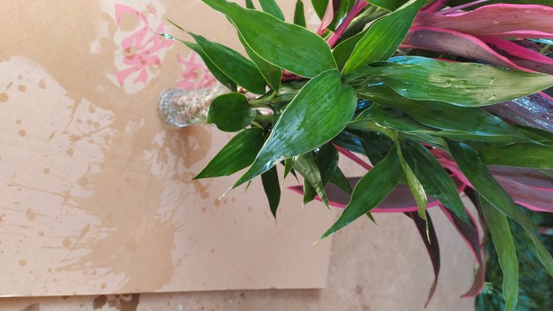 海南富贵竹新品多彩竹10支，产地直发新鲜现货，欢迎采购