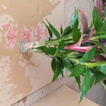 海南富贵竹新品多彩竹10支，产地直发新鲜现货，欢迎采购