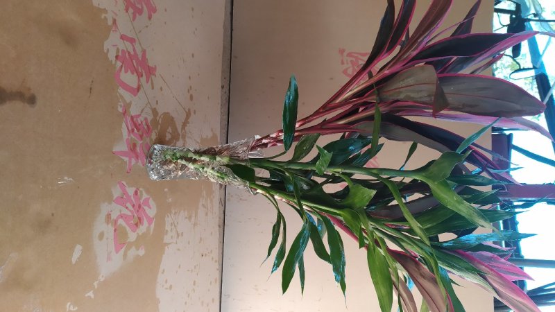 海南富贵竹新品多彩竹10支，产地直发新鲜现货，欢迎采购