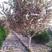 早樱树规格地径3-15cm