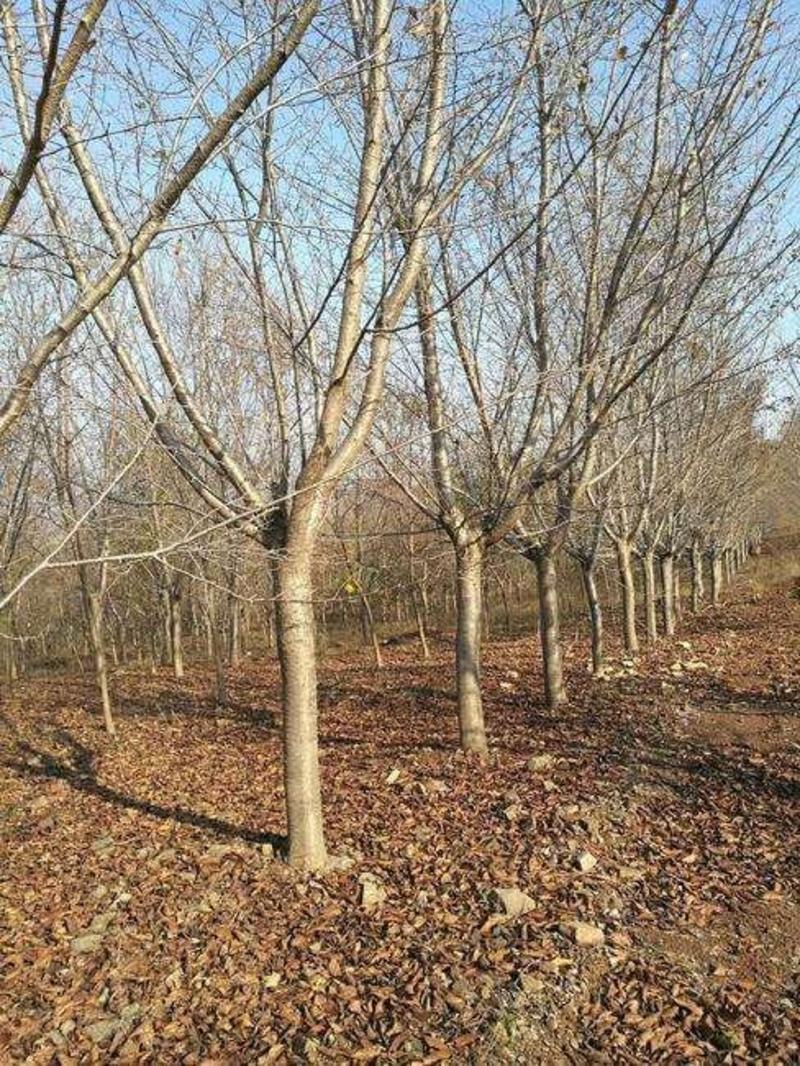 早樱树规格地径3-15cm