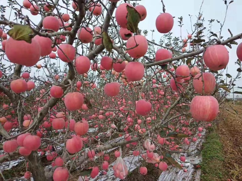 苹果