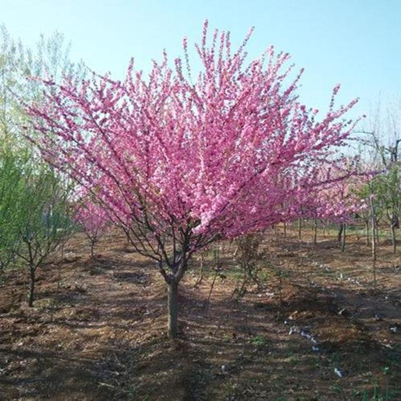 榆叶梅树苗规格地径2-8cm